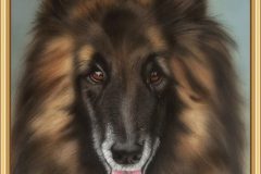 Phaya Tervuerense Herder
