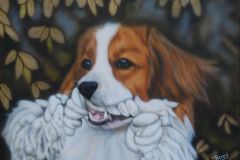 Fellow-Kooiker-hond-op-doek-30x40-cm