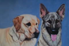 Labrador-en-Herder-Sinta-en-Jesse op Trespa