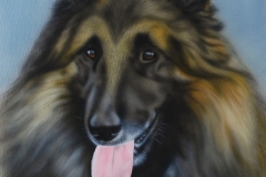 Tervuerense-Herder-Joey-3-jaar-later op Doek 30x40 cm