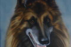 Tervuerense-Herder-Ringo-7-jaar-later op Doek 30x40 cm