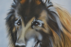 Tervuerense-Herder-kay op Doek 30x40 cm