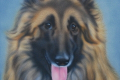 Tervuerense-Herder joey op Doek 30x40 cm