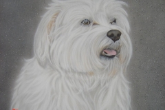 maltezer-leeuwtje-Benji op Doek 40x50 cm