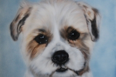 shih-tzu-Hond-Babs op Trespa